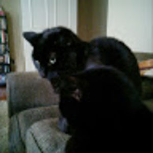 Meet your Posher, Adam